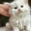 Mine coon with pedigree,  of cattary , European origin photo 8