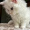 Mine coon with pedigree,  of cattary , European origin photo 9