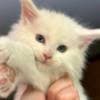 Mine coon with pedigree,  of cattary , European origin photo 10