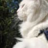 Mine coon with pedigree,  of cattary , European origin photo 11