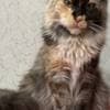 Mine coon with pedigree,  of cattary , European origin photo 12