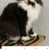 Mine coon with pedigree,  of cattary , European origin photo 13