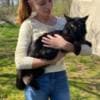 Mine coon with pedigree,  of cattary , European origin photo 14