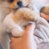 Cute Male and Female Pomeranian Puppies photo 1