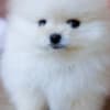 Cute Male and Female Pomeranian Puppies photo 2