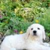 Golden Retriever Puppies photo 1