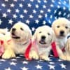 Golden Retriever Puppies photo 2