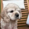 American cocker Spaniel photo 1