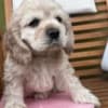 American cocker Spaniel photo 2