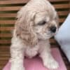 American cocker Spaniel photo 3