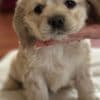 American cocker Spaniel photo 4