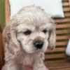 American cocker Spaniel photo 5