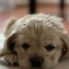 American cocker Spaniel photo 6