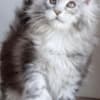 Maine coon kittens for sale photo 1