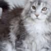 Maine coon kittens for sale photo 2
