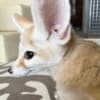 Fennec fox for sale photo 1