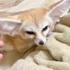 Fennec fox for sale photo 3