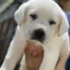 AKC ENGLISH WHITE LABRADOR PUPPIES photo 1