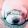 AKC ENGLISH WHITE LABRADOR PUPPIES photo 2