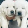 AKC ENGLISH WHITE LABRADOR PUPPIES photo 3