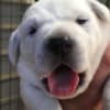 AKC ENGLISH WHITE LABRADOR PUPPIES photo 5