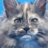 Purebred European Maine Coon Kittens,Polydactyl &Regular 12 weeks,TICA photo 1