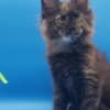 Purebred European Maine Coon Kittens,Polydactyl &Regular 12 weeks,TICA photo 2