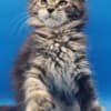 Purebred European Maine Coon Kittens,Polydactyl &Regular 12 weeks,TICA photo 3