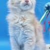 Purebred European Maine Coon Kittens,Polydactyl &Regular 12 weeks,TICA photo 4