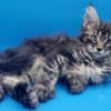 Purebred European Maine Coon Kittens,Polydactyl &Regular 12 weeks,TICA photo 6
