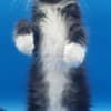 Purebred European Maine Coon Kittens,Polydactyl &Regular 12 weeks,TICA photo 7