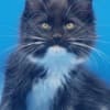 Purebred European Maine Coon Kittens,Polydactyl &Regular 12 weeks,TICA photo 8