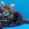 Purebred European Maine Coon Kittens,Polydactyl &Regular 12 weeks,TICA photo 9