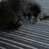2 Chow Chow girls! photo 2