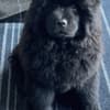 2 Chow Chow girls! photo 3