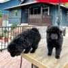 2 Chow Chow girls! photo 1