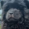 2 Chow Chow girls! photo 4