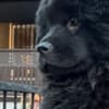 2 Chow Chow girls! photo 5