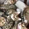 Bengal Kittens Tica Registered photo 1