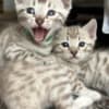 Bengal Kittens Tica Registered photo 2