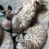 Bengal Kittens Tica Registered photo 3