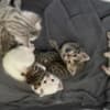 Bengal Kittens Tica Registered photo 4