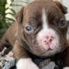 ??Boston Terrier?????? ??Male and Female Boston Te photo 1
