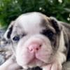 ??Boston Terrier?????? ??Male and Female Boston Te photo 3