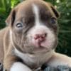 ??Boston Terrier?????? ??Male and Female Boston Te photo 4
