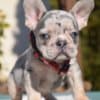 French bulldog puppy for sale photo 1