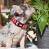 French bulldog puppy for sale photo 2