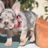 French bulldog puppy for sale photo 3
