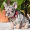 French bulldog puppy for sale photo 4