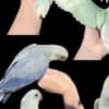 Variety of Birds for sale! photo 1